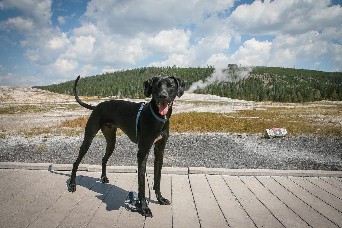 se permiten perros en yellowstone np