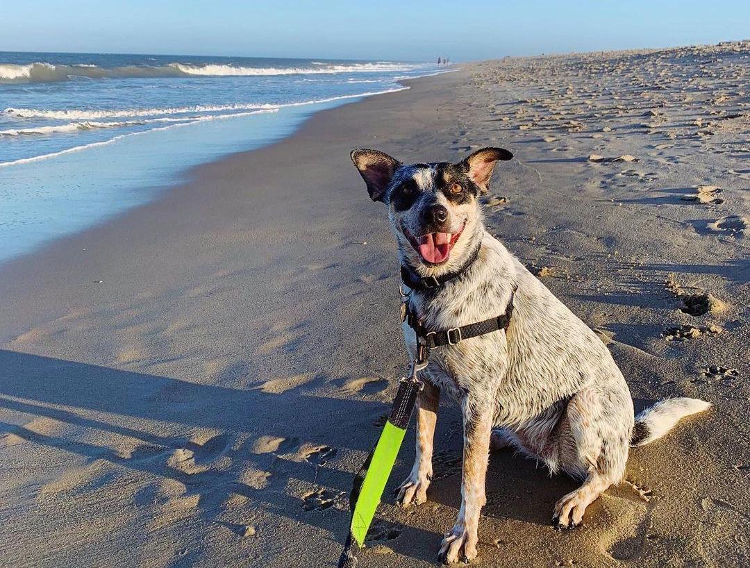 Discover Delaware's Dog-Friendly Beaches: A Traveler’s Guide