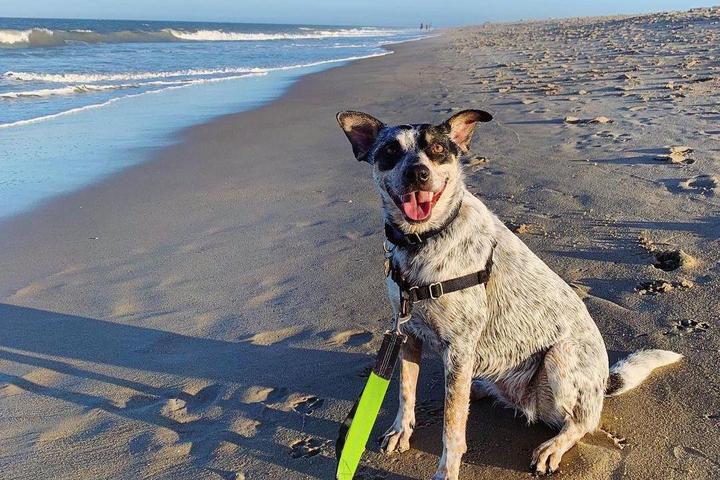 Pet Friendly Fenwick Island State Park