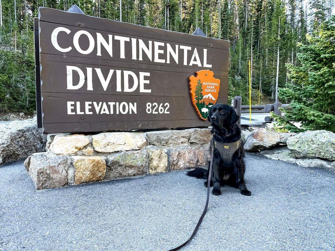 se permiten perros en yellowstone np