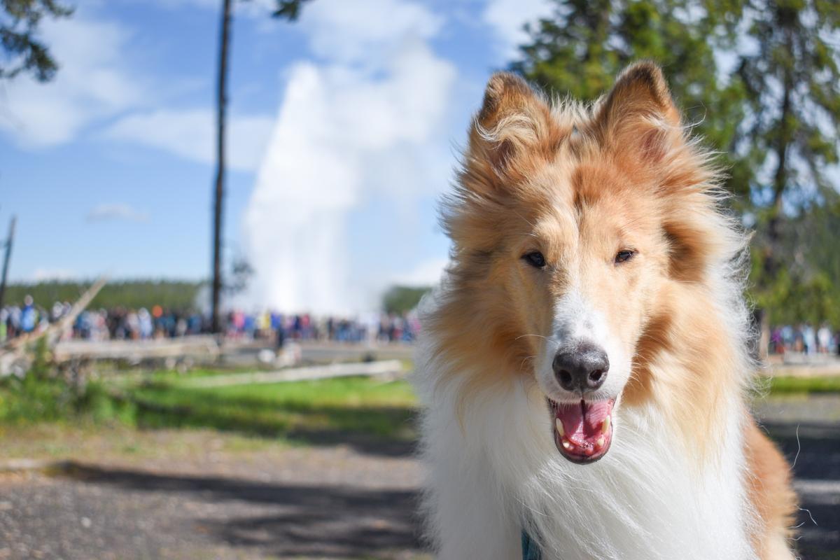 se permiten perros en yellowstone np