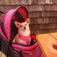 Bearskin Neck Bistro restaurant view 1