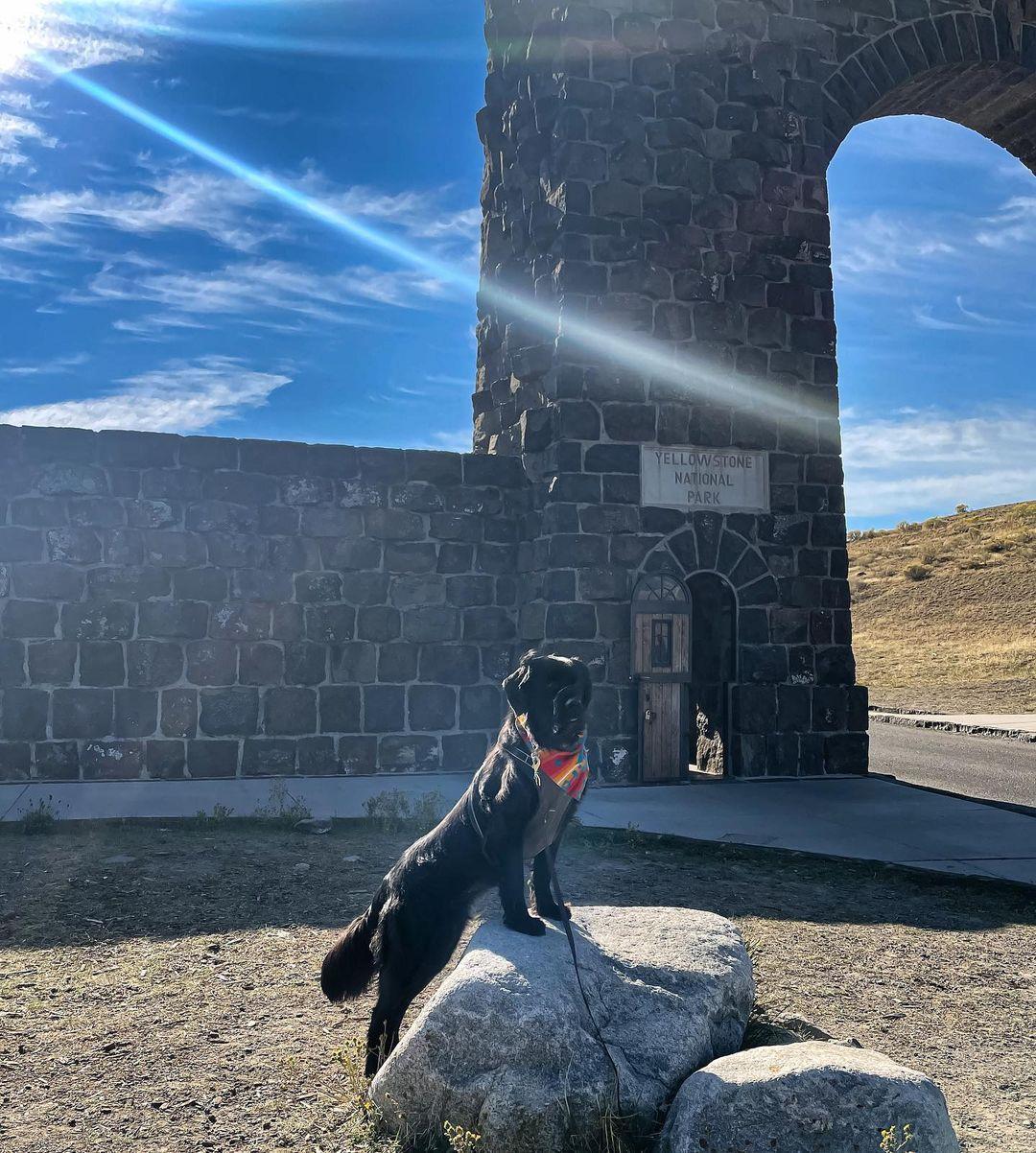 se permiten perros en yellowstone np