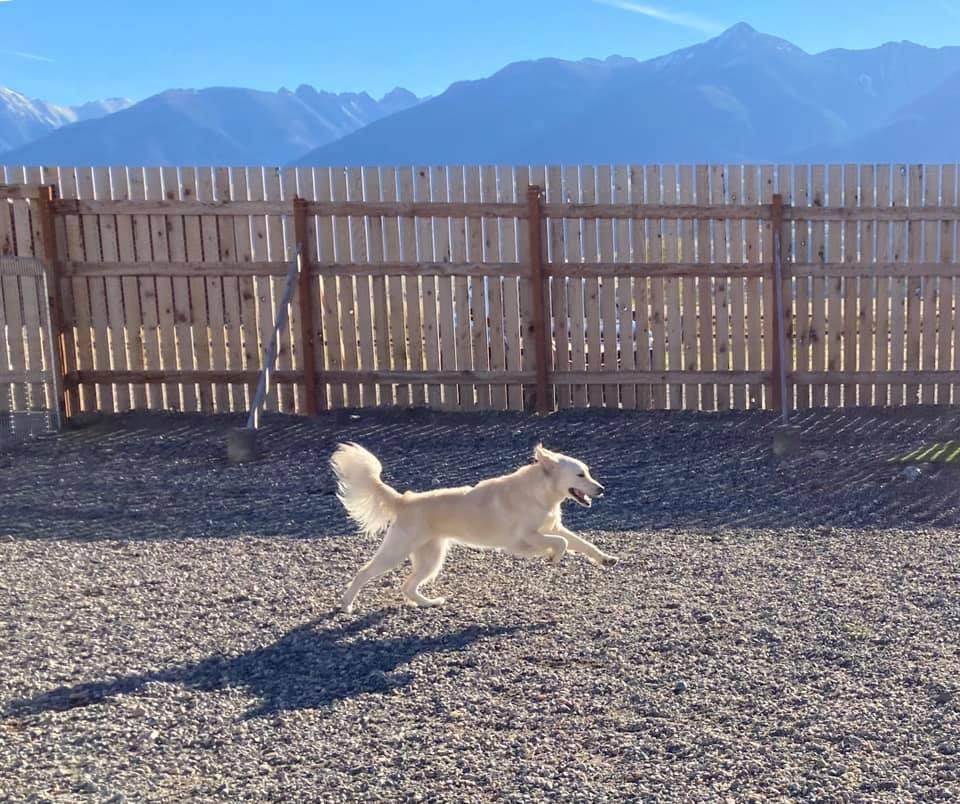 se permiten perros en yellowstone np