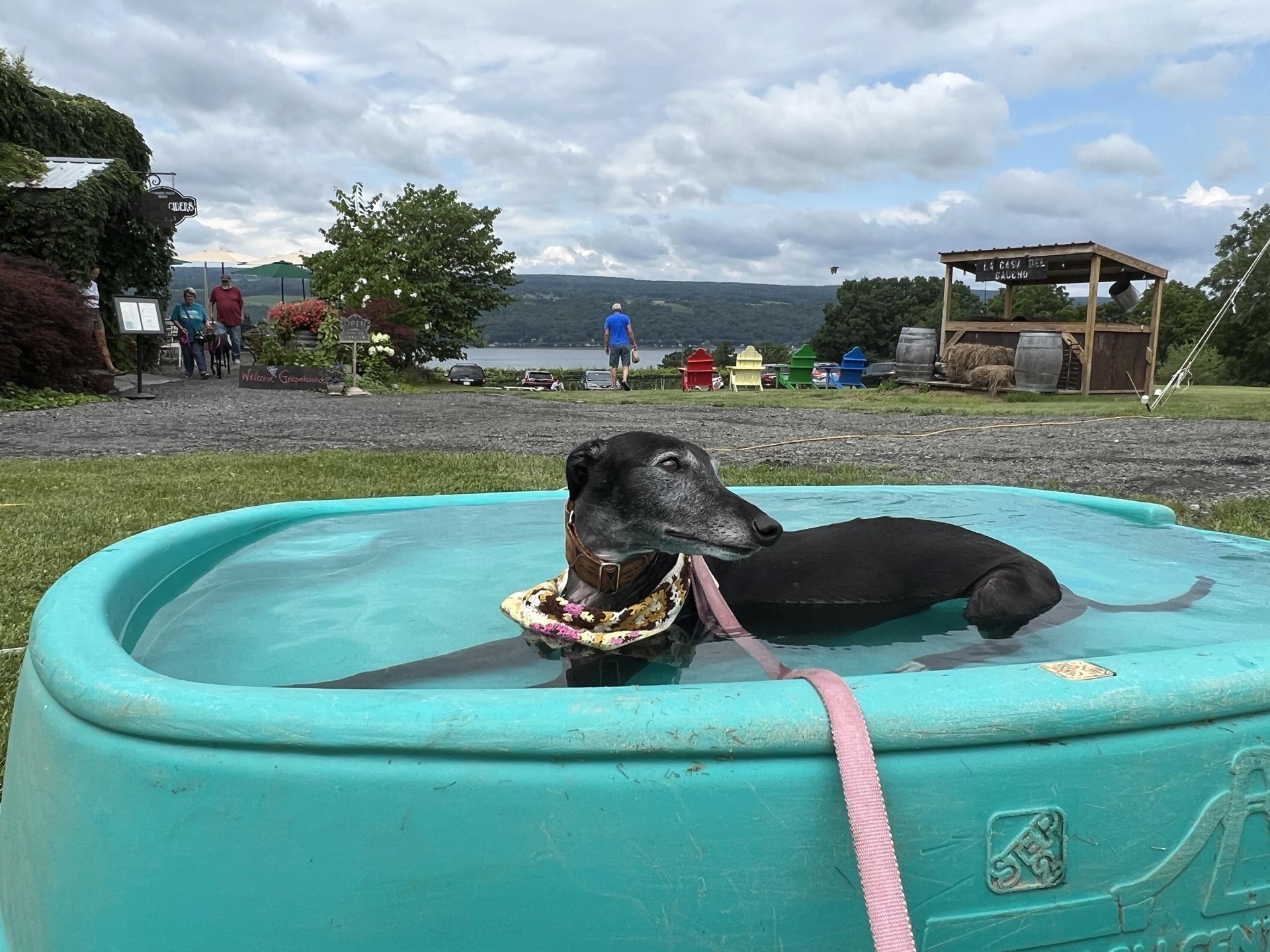 Pet Friendly Catharine Valley Winery