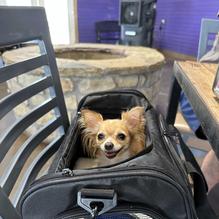 The Purple Goat restaurant view 3