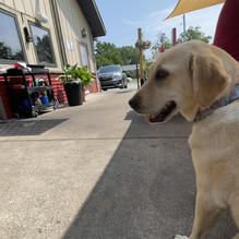 The Gnarly Heifer restaurant view 1