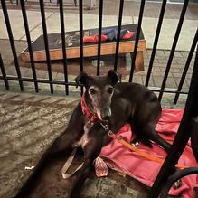 Nickel's Pit BBQ restaurant view 4