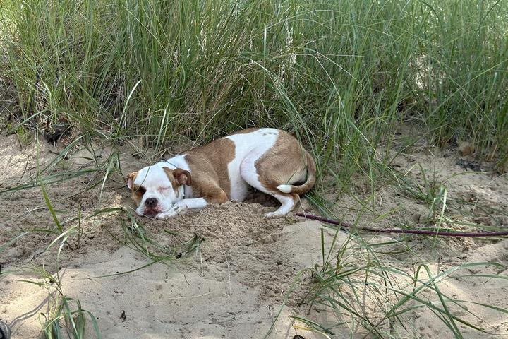 Pet Friendly Tawas Point State Park