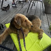 Flatbread Company restaurant view 2