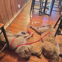 Zebs Restaurant & Bar restaurant view 1