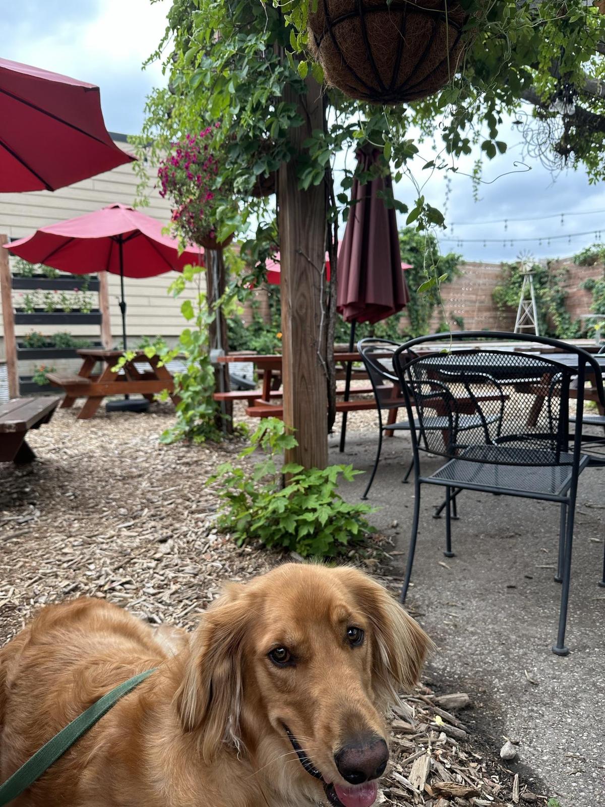 Forager Brewery & Kutzky Market restaurant view 2