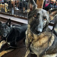 Patrona restaurant view 1