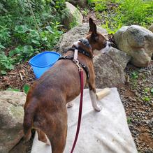 Rudy's Scar Bar + Grille restaurant view 2