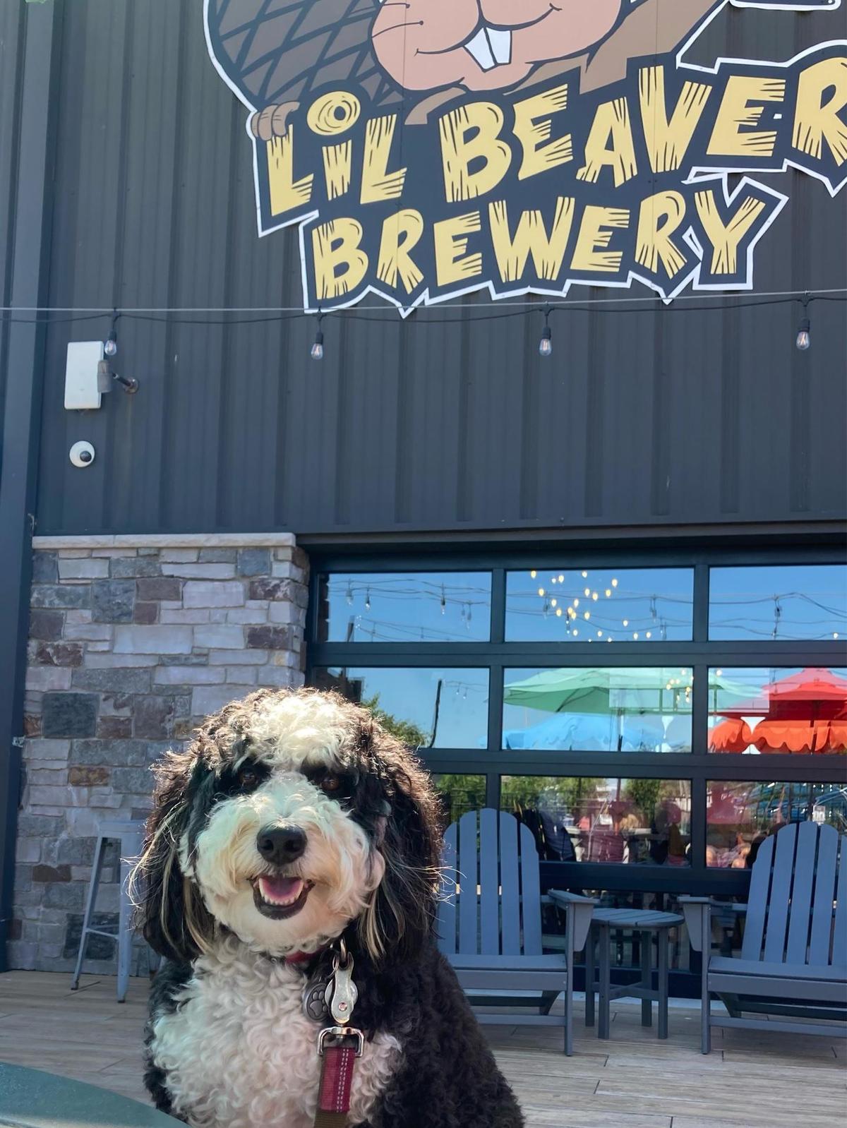Lil Beaver Brewery restaurant view 1