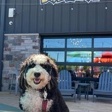 Lil Beaver Brewery restaurant view 1