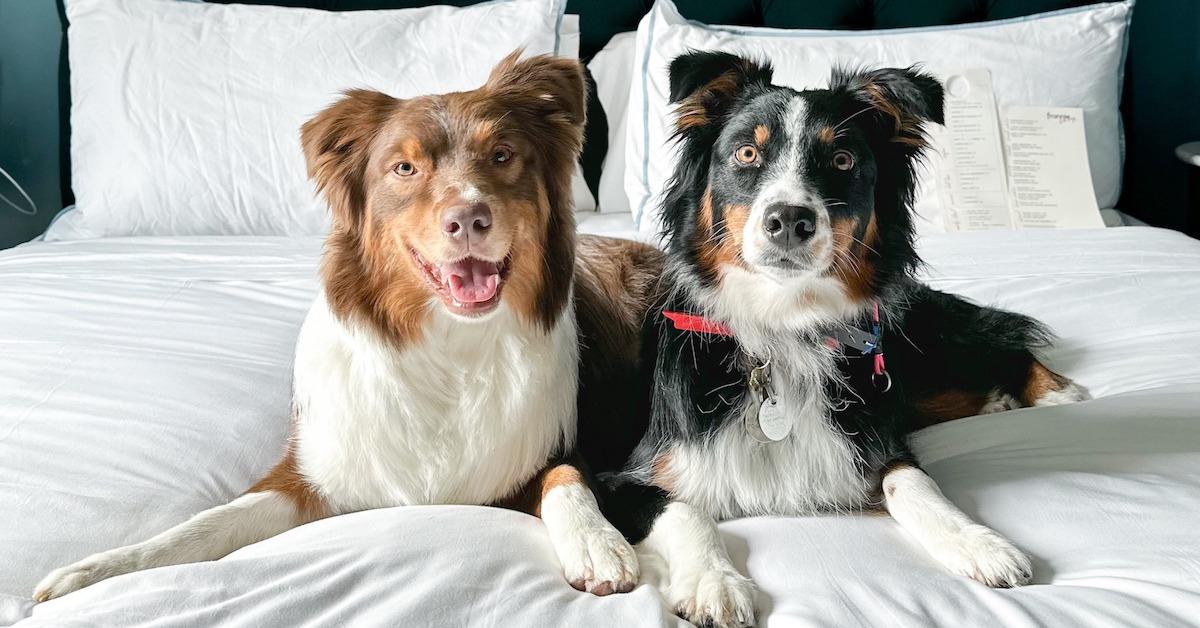 New Pet-Friendly Hotels: August 2023