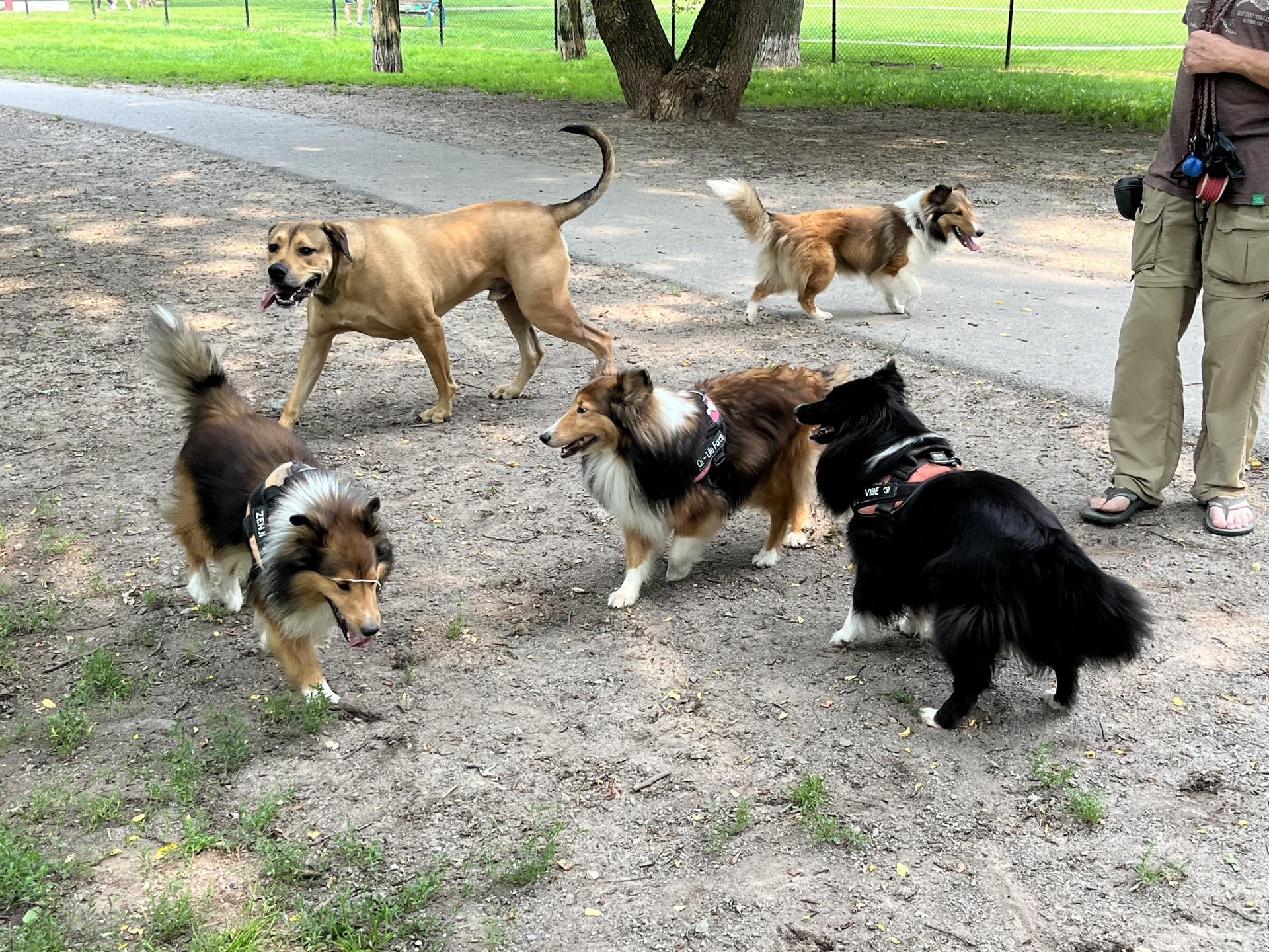 Pet Friendly Niagara Falls Dog Park