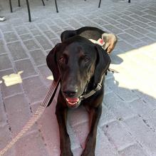 Mahoneys Irish Pub and Steakhouse restaurant view 1