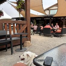 Blind Tiger Vineyards restaurant view 1