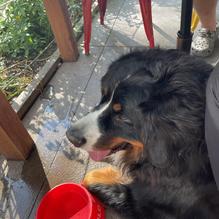 Wild Tomato restaurant view 1