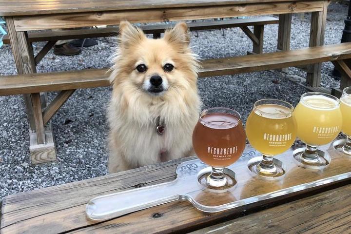 Bring your dog to a dog-friendly beer garden