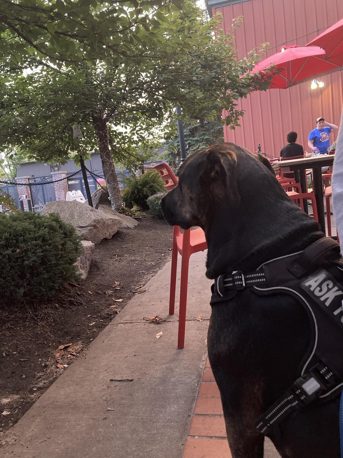 Bark, a Rescue Pub restaurant view 2