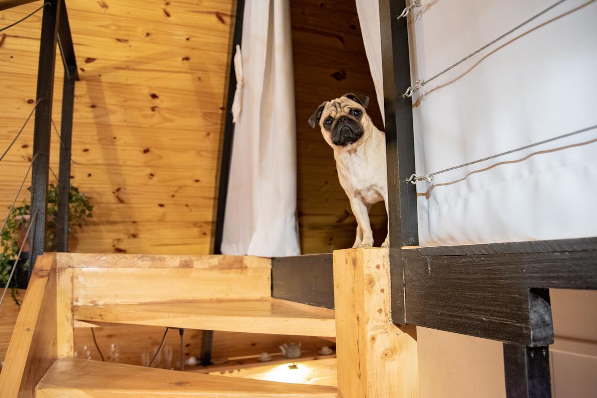 Best Dog-Friendly Airbnb Cabin Rental In Every State - BringFido