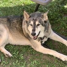 Superior Waffles restaurant view 4