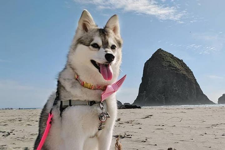 Phoebe the dog Poses by Haystack Rock.