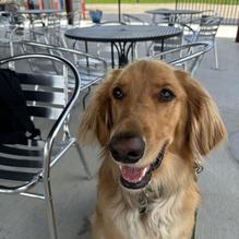 Pips Pub restaurant view 1