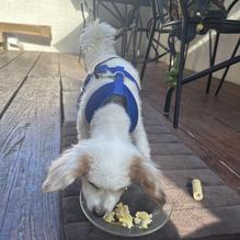 The Yankee Girl Cafe and Sweets restaurant view 1