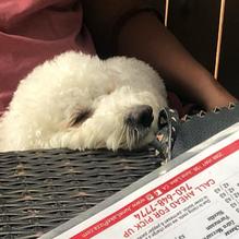 T-Bar Social Club restaurant view 2