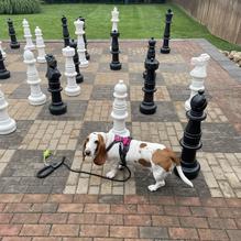 Public House Brewing Company restaurant view 3