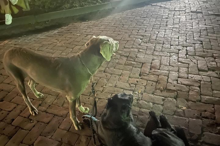Pet Friendly Old Charleston Ghost Tours