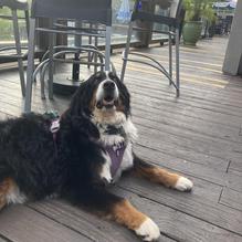 Market Street Inn restaurant view 1