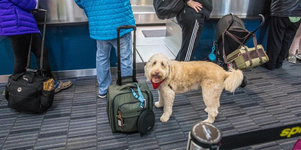 Can I Bring My Dog on Spirit Airlines? - BringFido