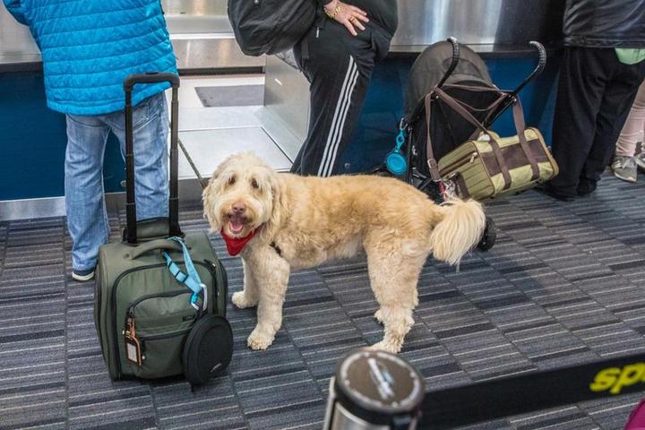 Can I Bring My Dog on Spirit Airlines?