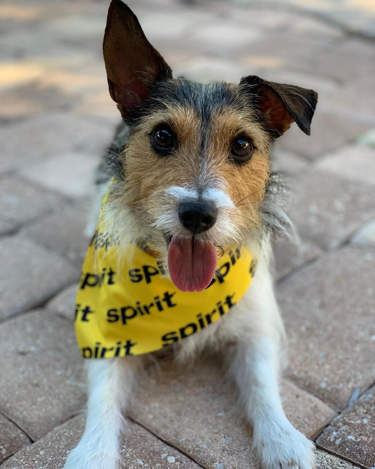 Holy spirit dog sweatshirt deals