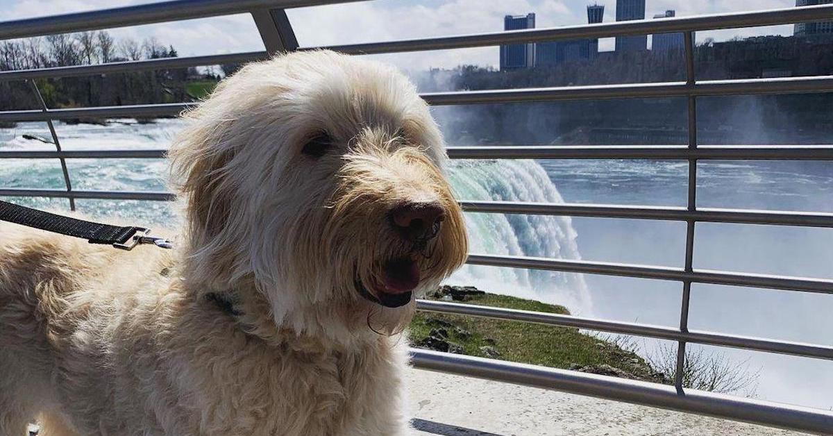 Can I Bring My Dog to Niagara Falls?