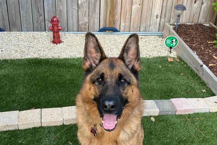 These pet-friendly VRBOs make sure Fido gets the 5-star treatment he deserves.