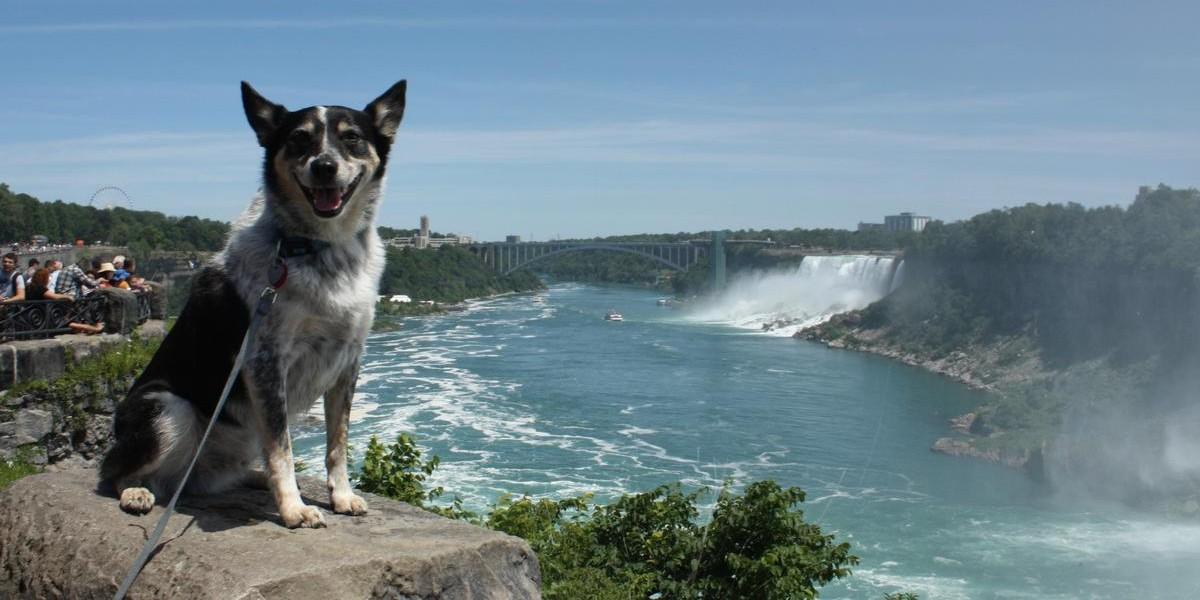 Can I Bring My Dog To Niagara Falls