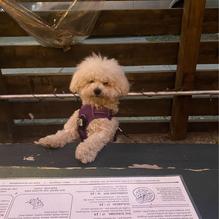 The Brooklyn Firefly restaurant view 1