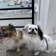 LOCAL 02045 restaurant view 3