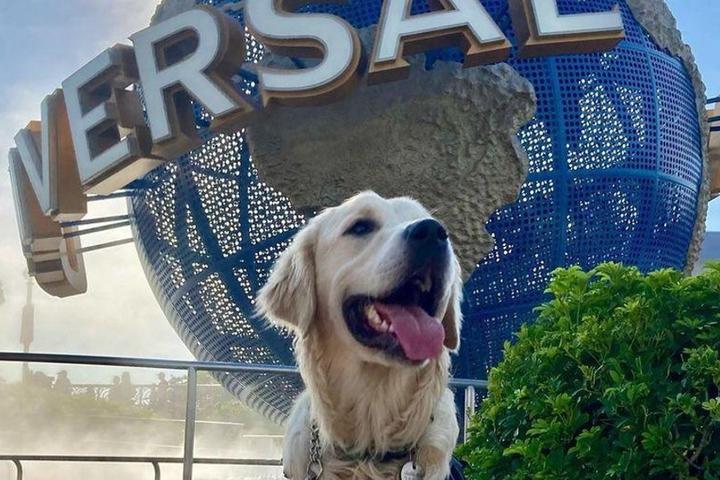 Can I Bring My Dog to Universal Orlando Resort?