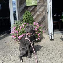 The Chelsea restaurant view 1