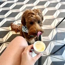 Bovaconti Coffee restaurant view 1