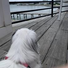 LOCAL 02045 restaurant view 2