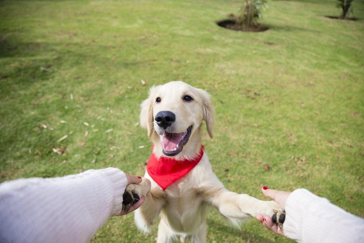 CanineFreestyle DogWork Classes