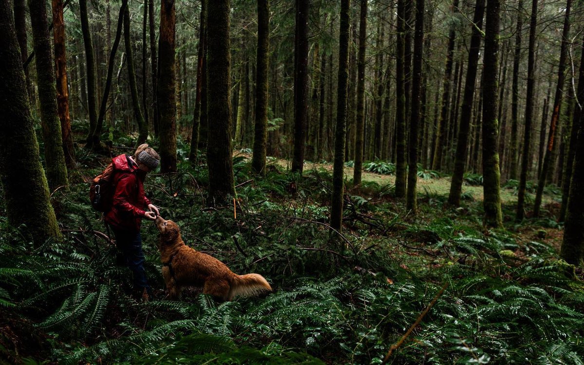If Fido wants to put his nose to the test on a truffle-finding quest, book a class with Truffle Dog Co. Photo by Facebook.com/TruffleDogCompany
